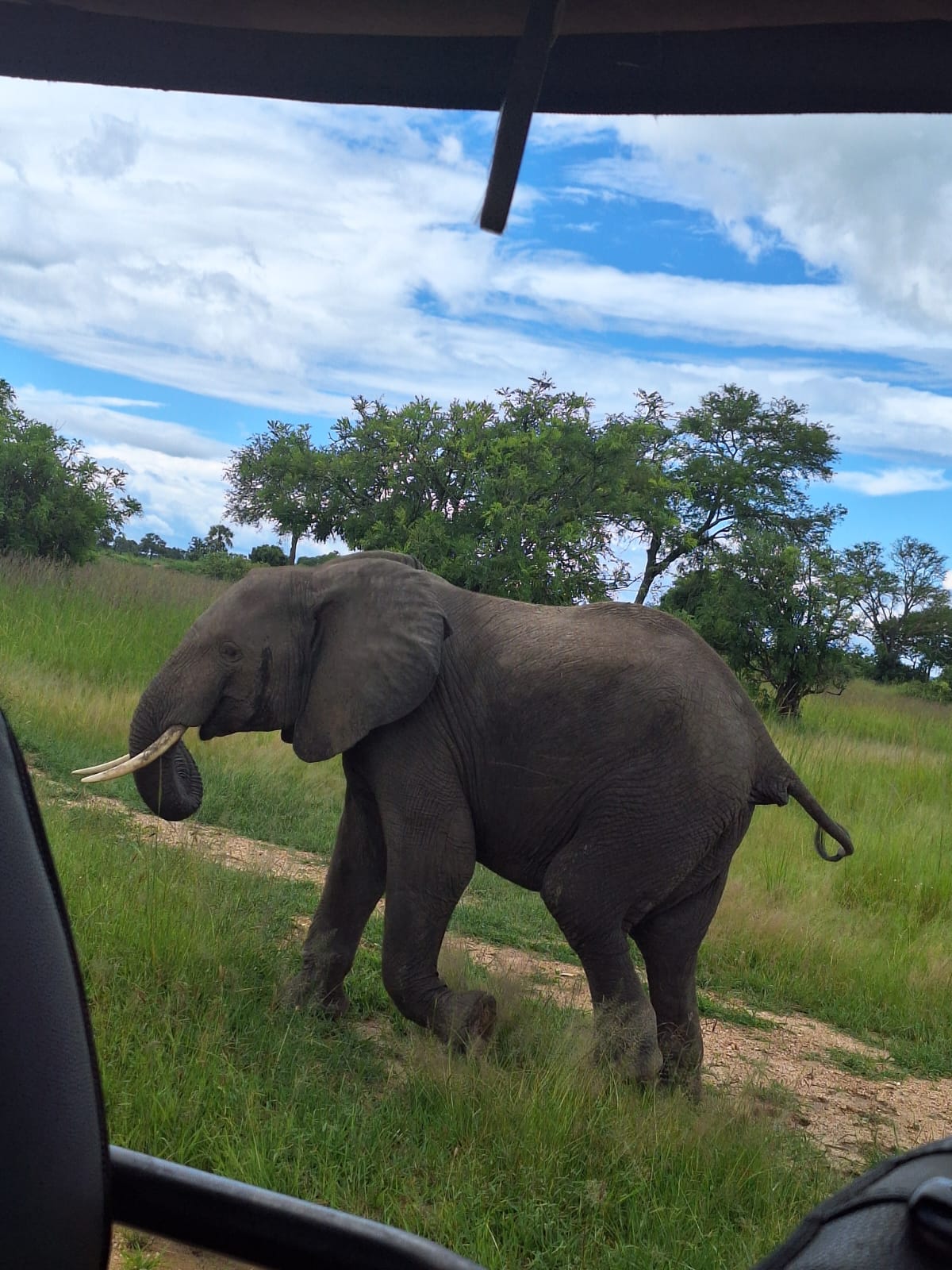 Mikumi Safari