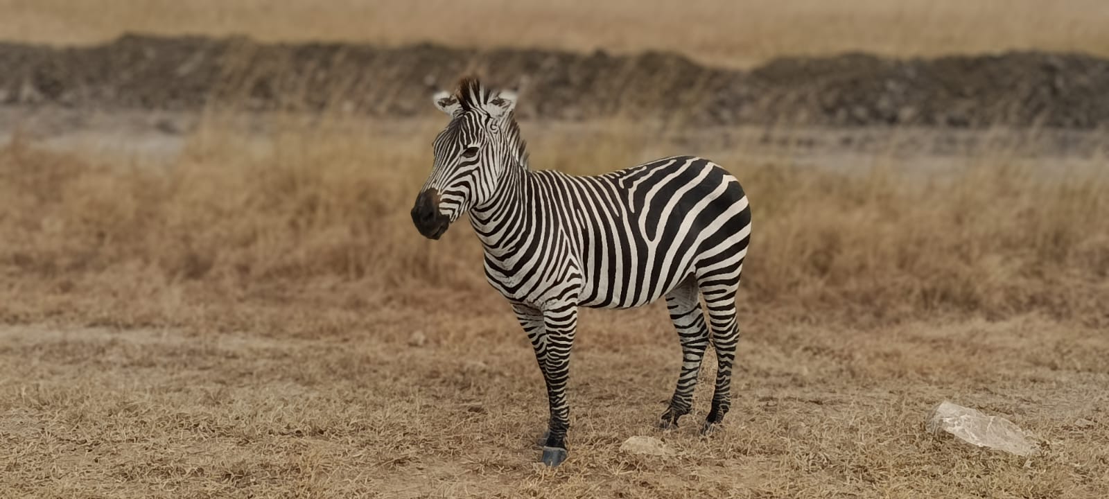 Ngorongoro Crater Safari