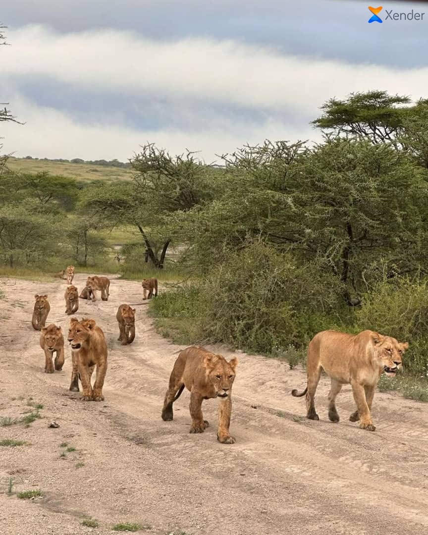 Serengeti Safari